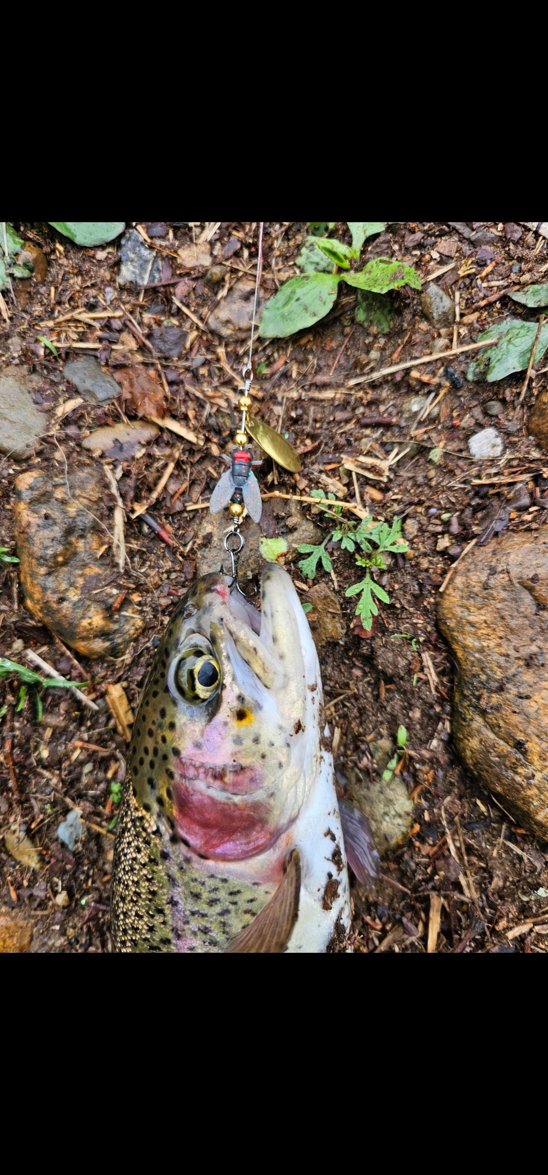 50 piece Trout Slayer Box