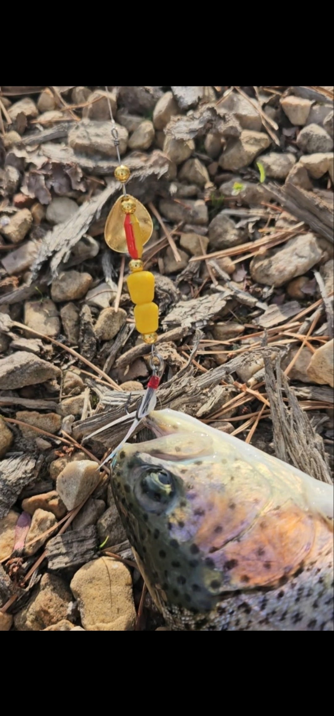 50 piece Trout Slayer Box