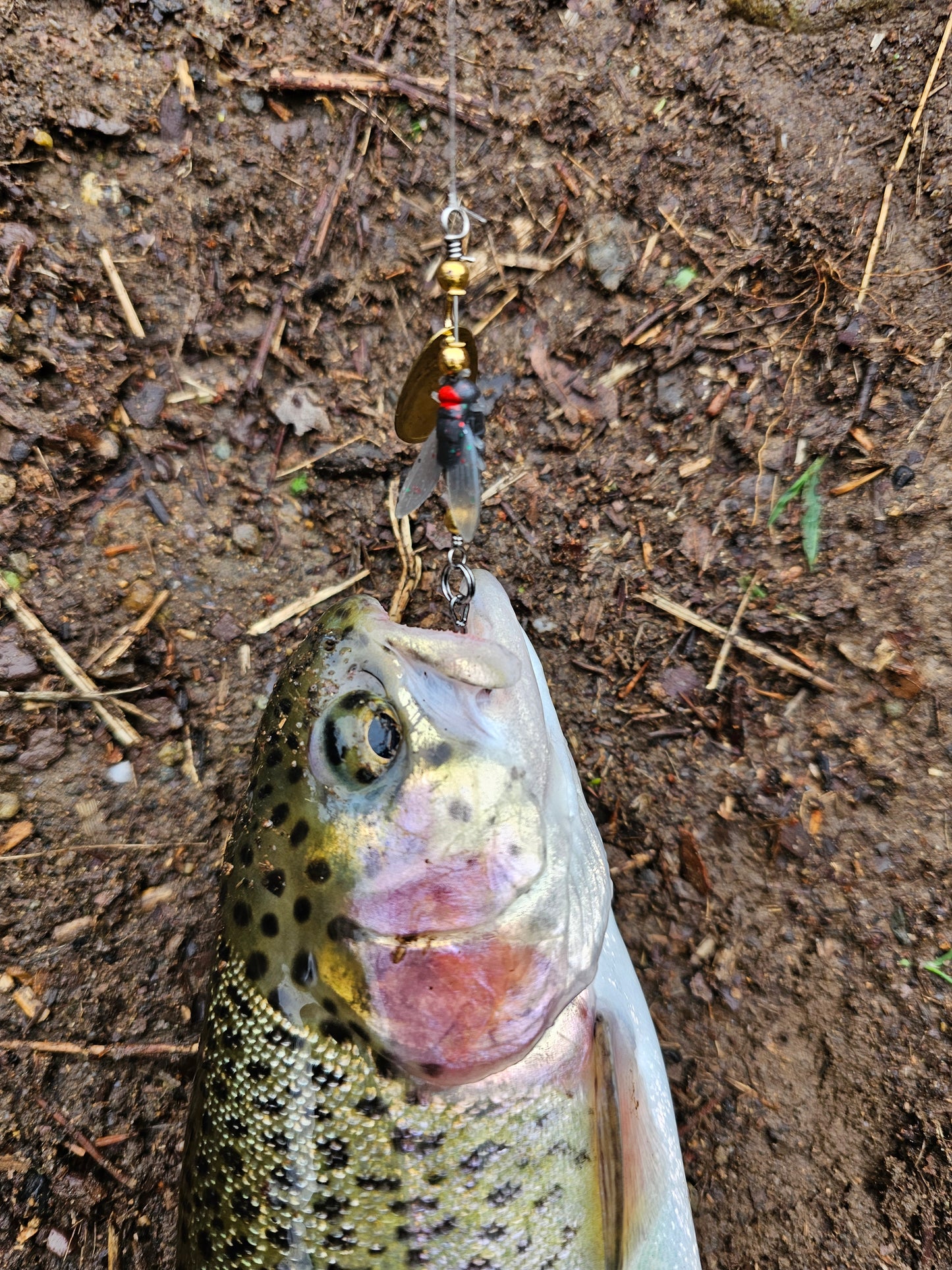 The house fly spinner